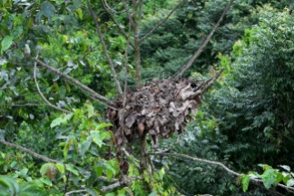 Orangutan nest - they build a new one every night