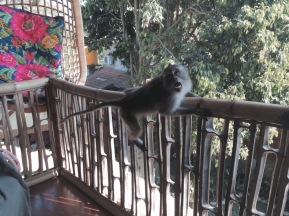 monkeys regularly visiting our balcony